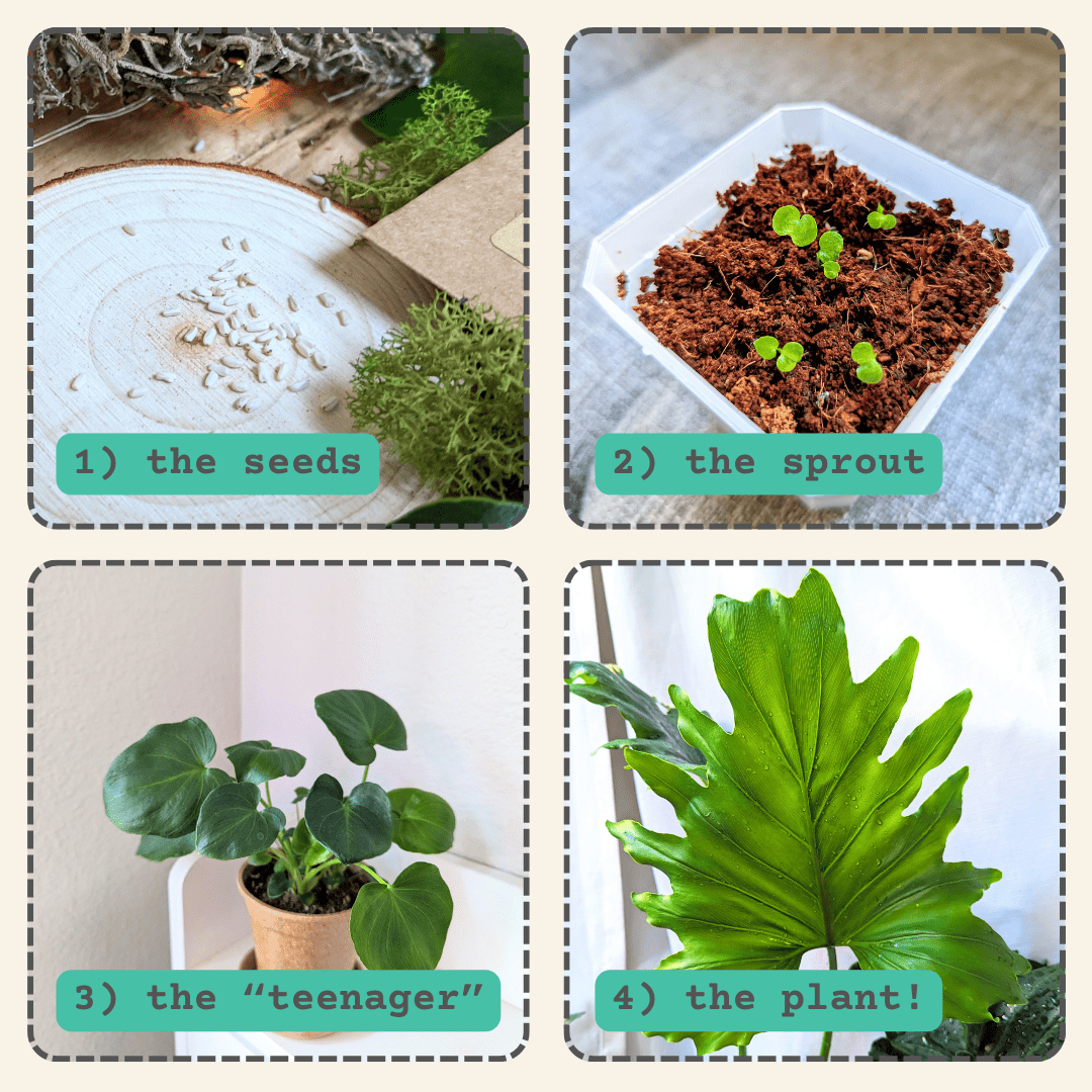 philodendron selloum split leaf Philodendron Selloum 'Split Leaf Philodendron' Seeds