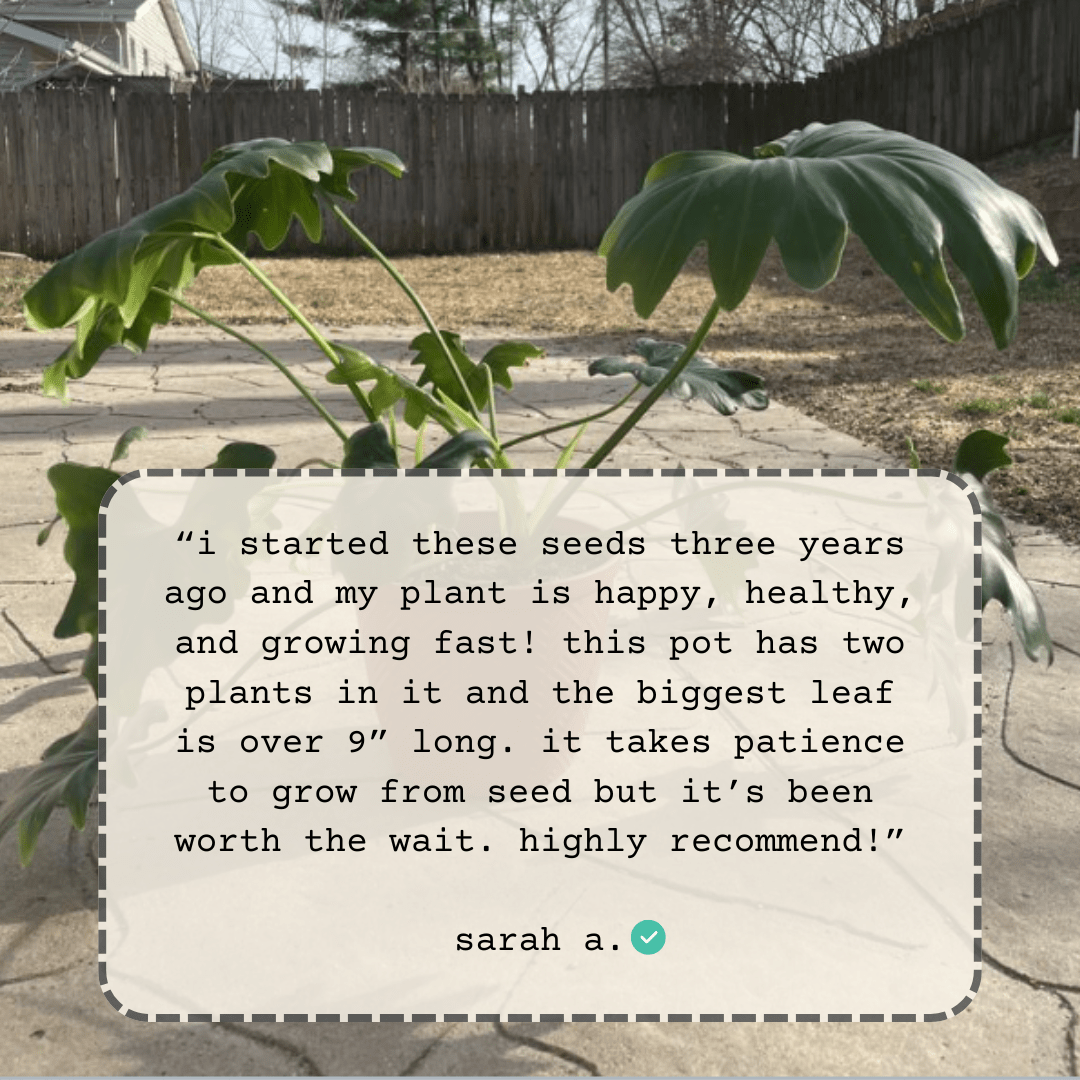 philodendron selloum growth rate Philodendron Selloum 'Split Leaf Philodendron' Seeds