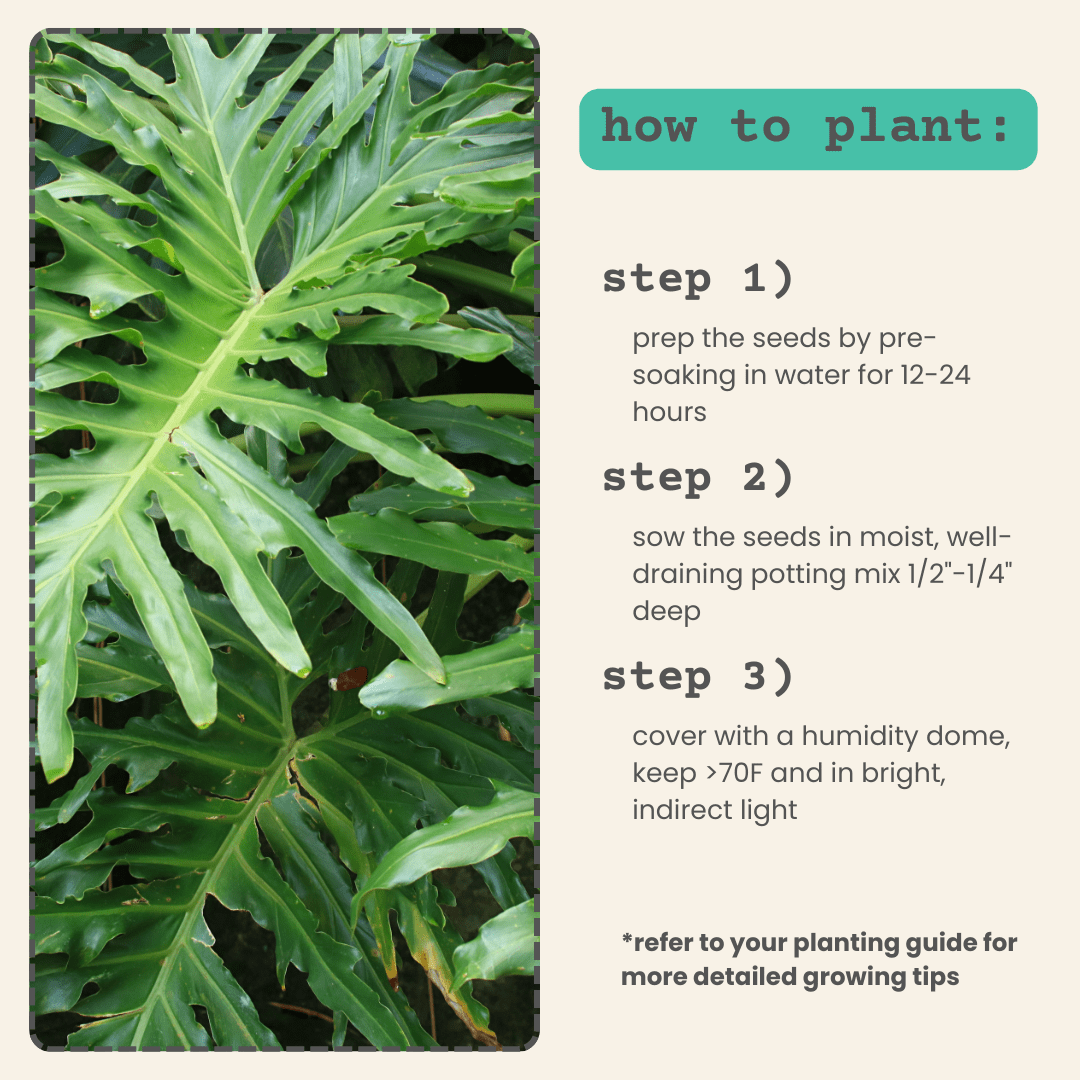heart leaf philodendron seeds Philodendron Selloum 'Split Leaf Philodendron' Seeds