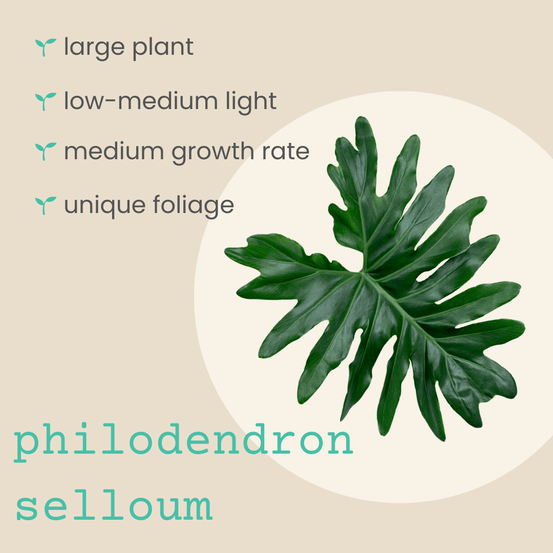 is philodendron selloum poisonous to cats Philodendron Selloum 'Split Leaf Philodendron' Seeds