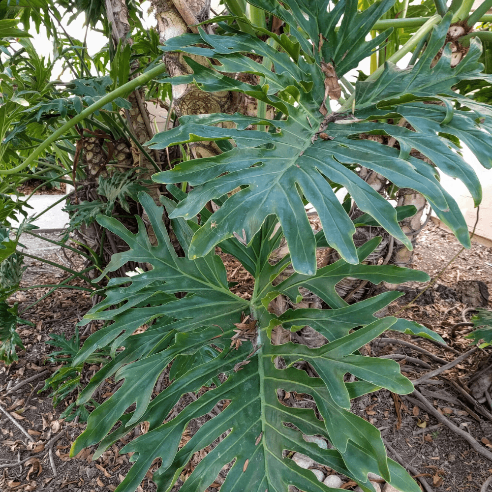 Philodendron Selloum &