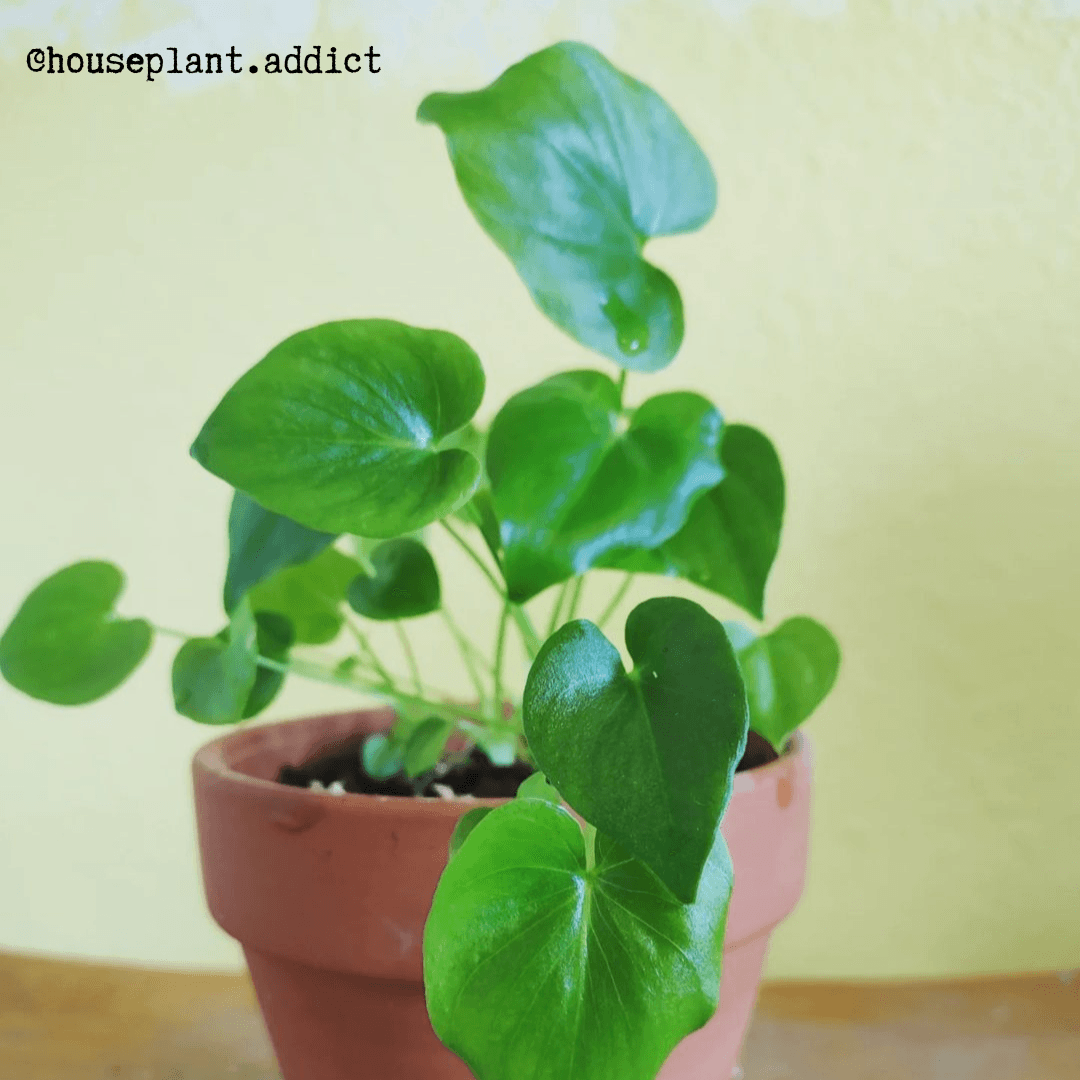 Philodendron Selloum &