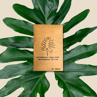 Philodendron Selloum &