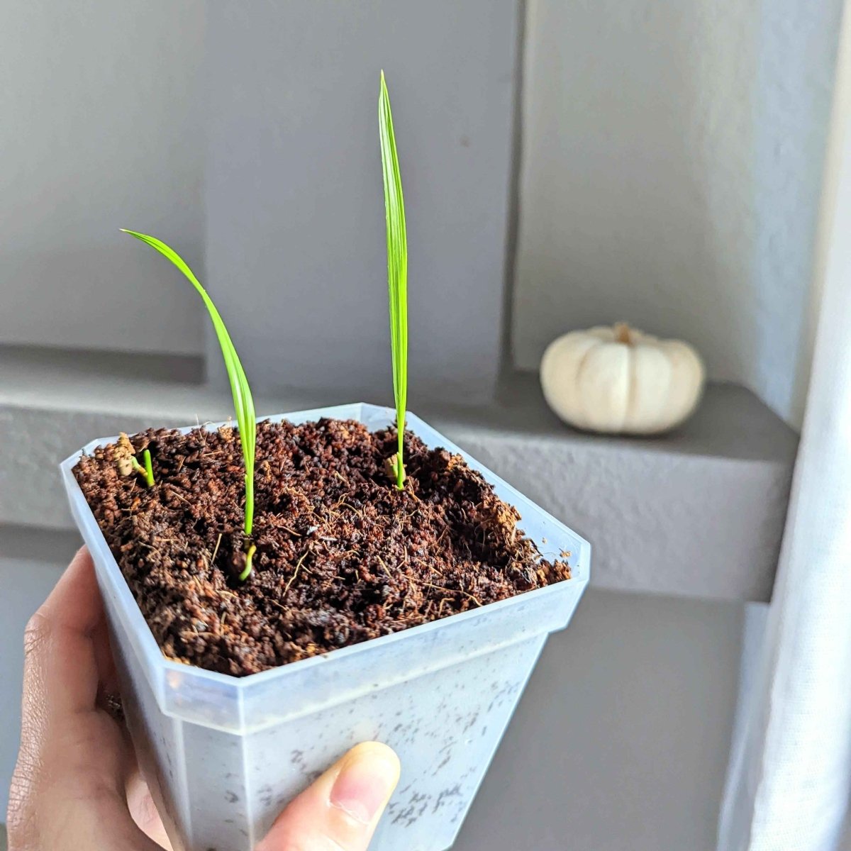 palm seed planting Phoenix Robelenii 'Pygmy Date Palm' Seeds
