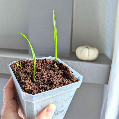planting date palm seeds Phoenix Robelenii 'Pygmy Date Palm' Seeds – Plantflix