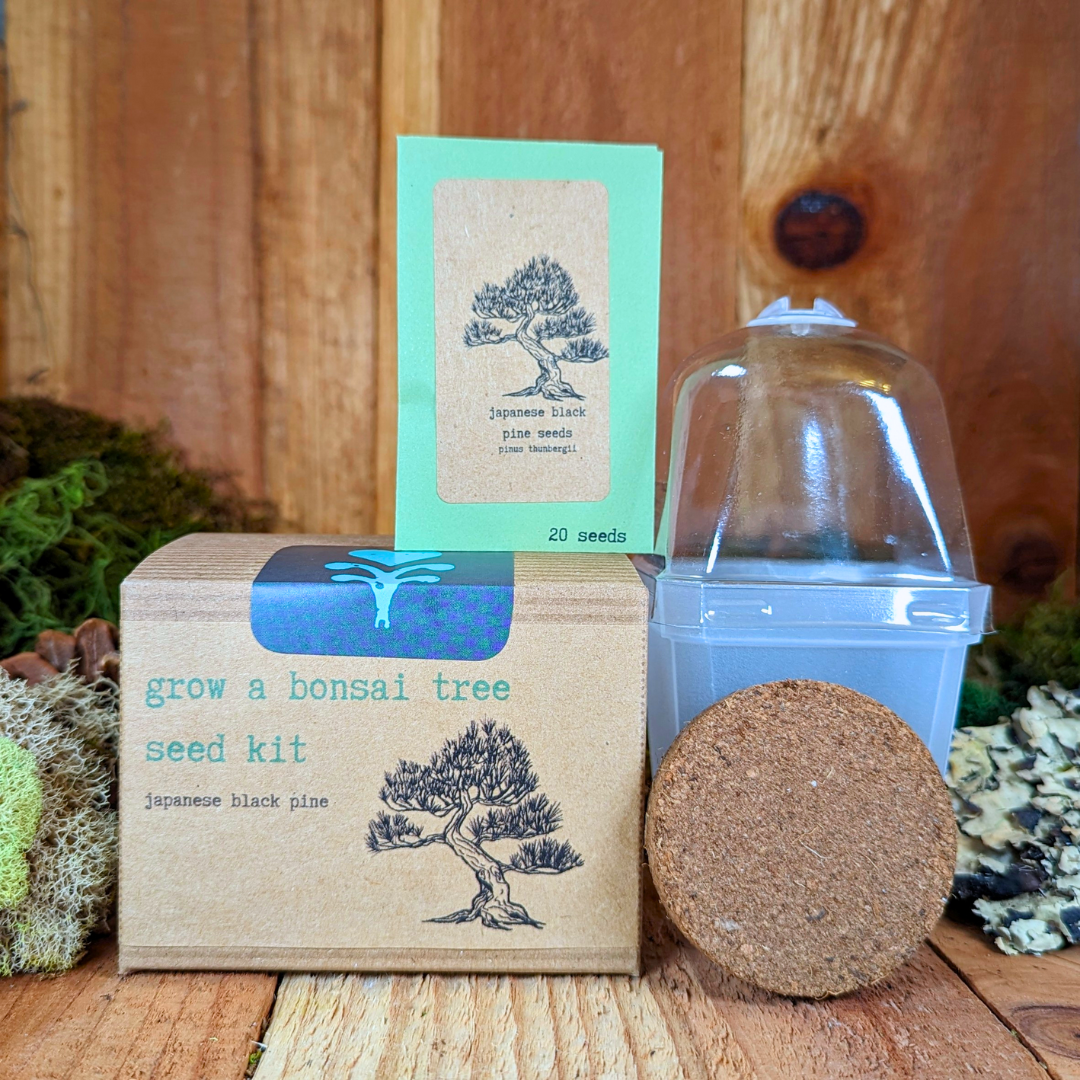 Grow a Bonsai Plant Seed Kit