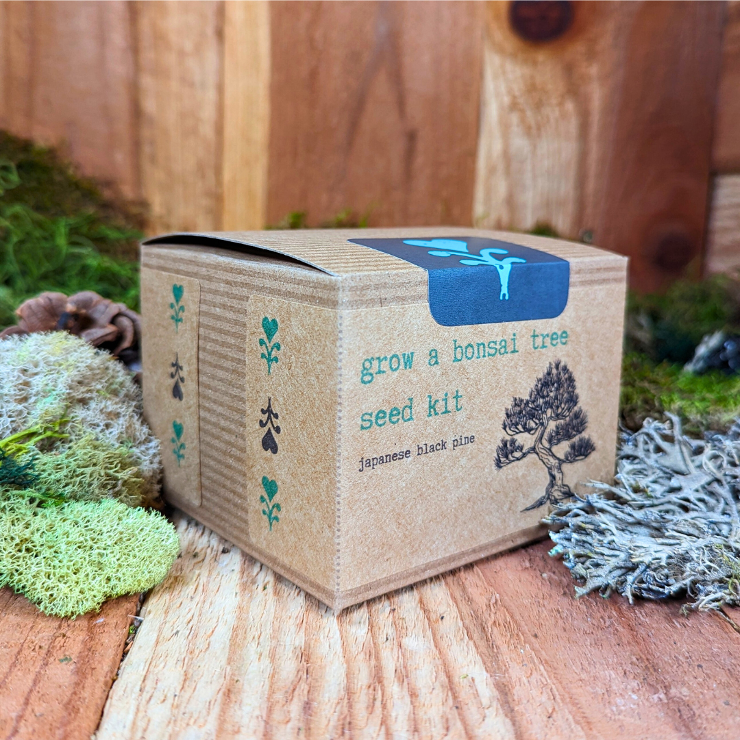 Grow a Bonsai Plant Seed Kit