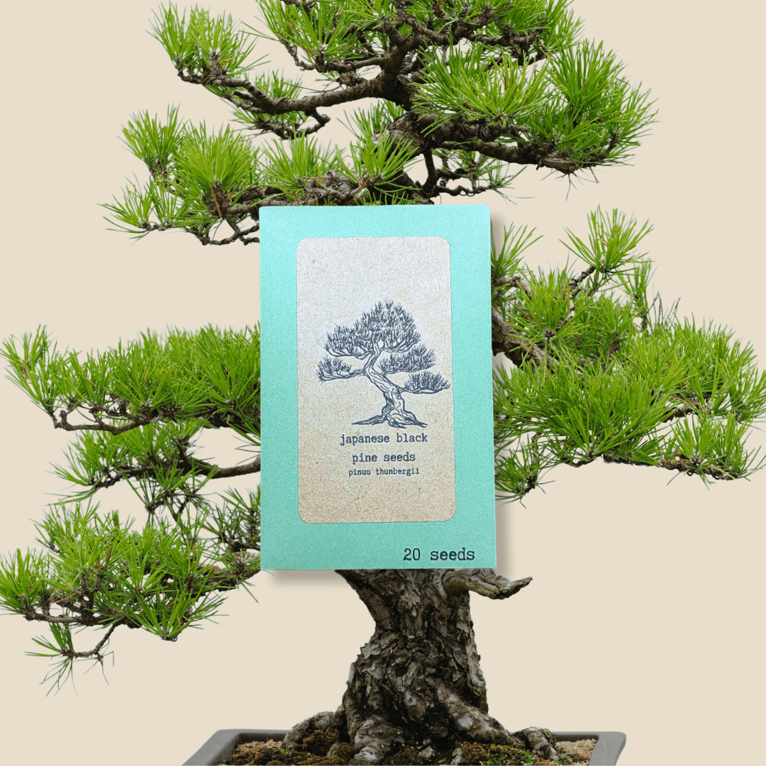 🎁 Pinus Thunbergii &