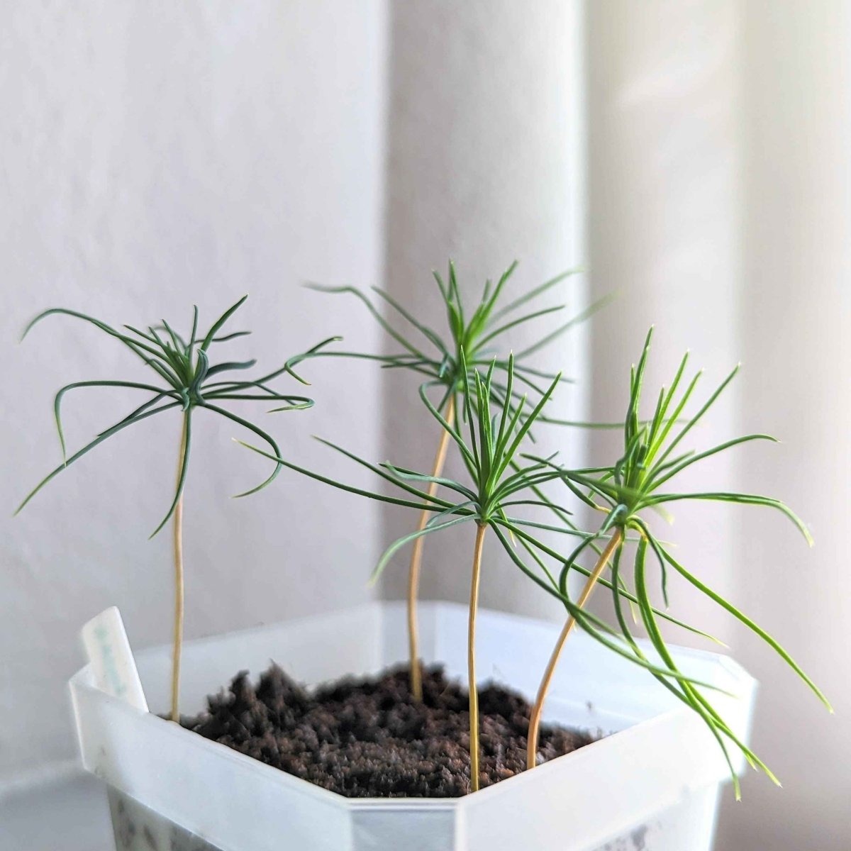 japanese plant seeds Pinus Thunbergii 'Japanese Black Pine' Seeds