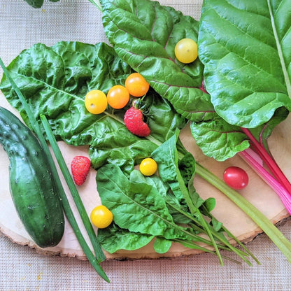 "Plant Projects" Home Garden Subscription Box - Plantflix