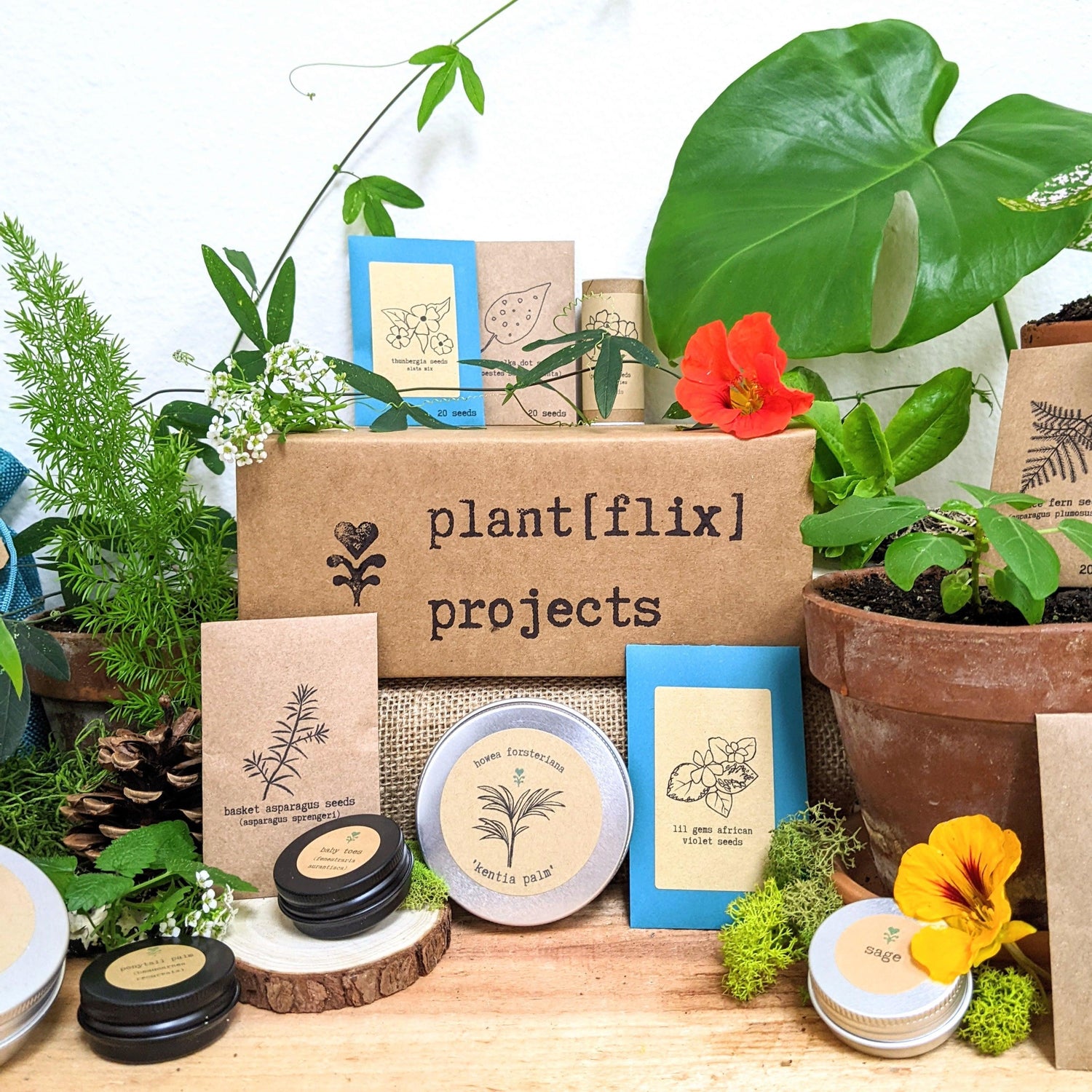 &quot;Plant Projects&quot; Home Garden Subscription Box - Plantflix