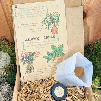 &quot;Plant Projects&quot; Home Garden Subscription Box - Plantflix