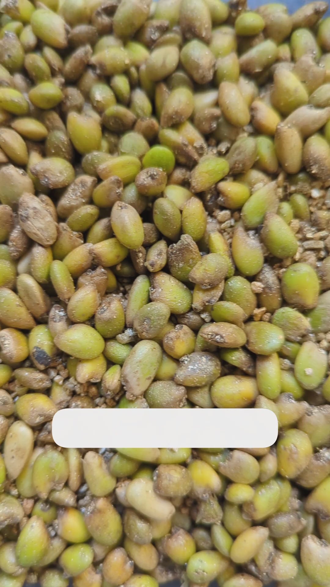 Grow a Monstera Seed Kit