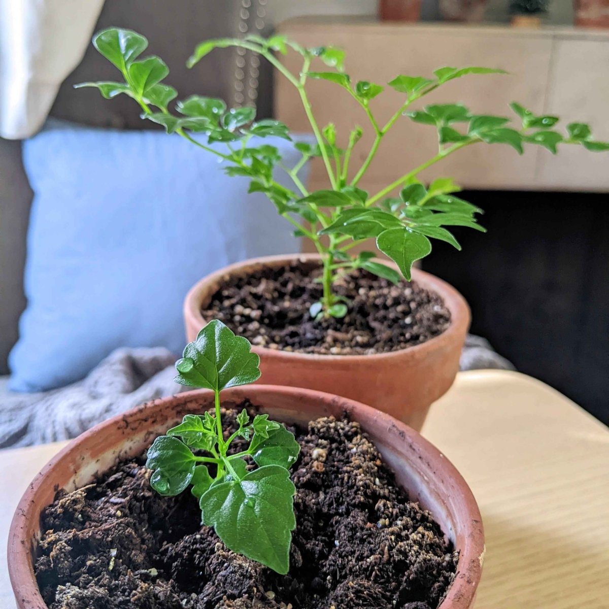 radermachera indoor plant Radermachera Sinica 'China Doll' Plant Seeds
