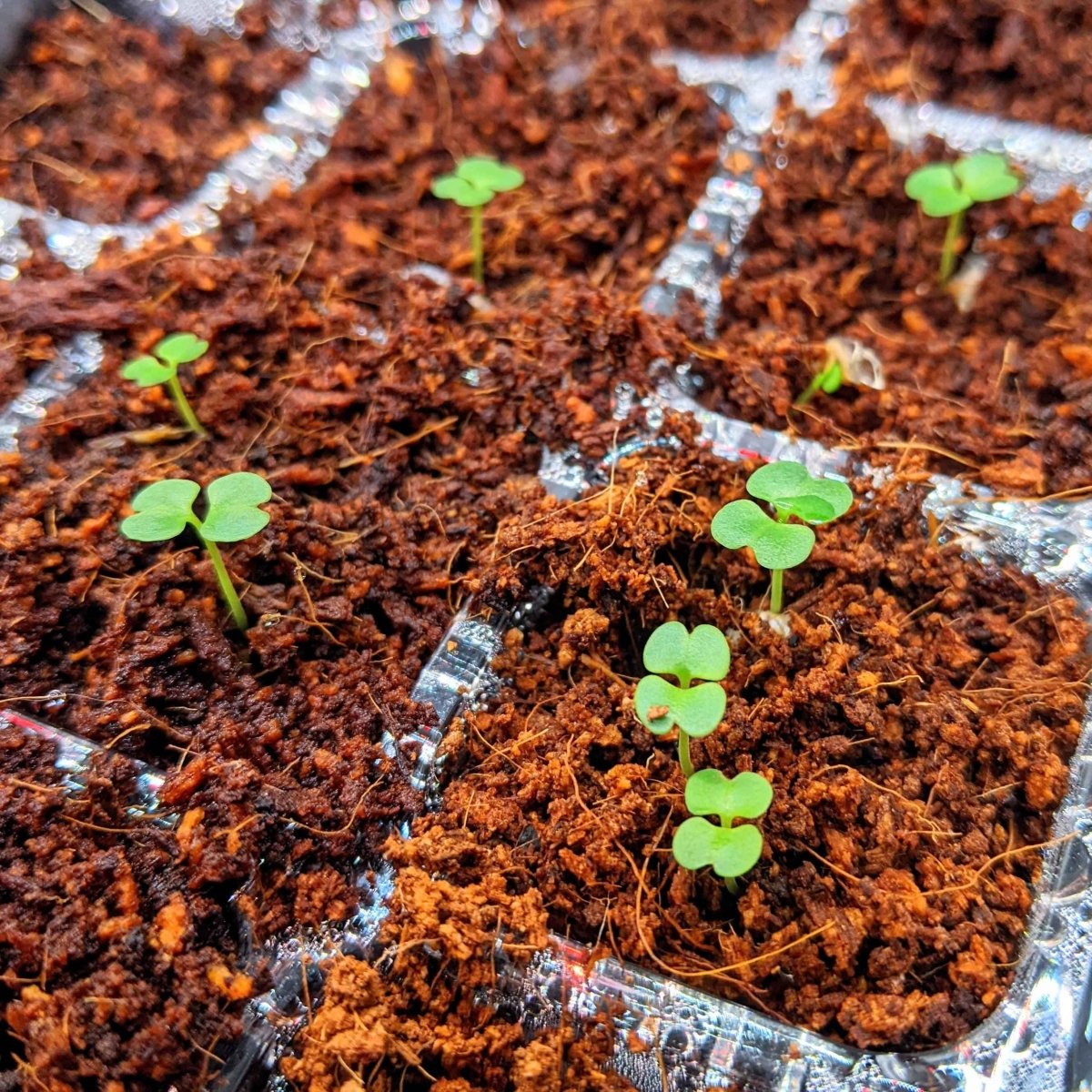 china doll plant seeds Radermachera Sinica 'China Doll' Plant Seeds