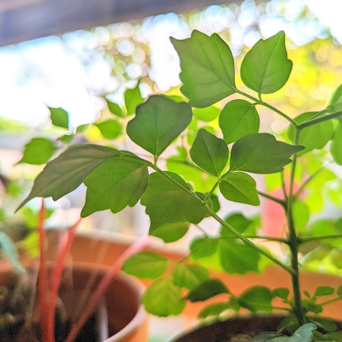 china doll plant indoor or outdoor Radermachera Sinica 'China Doll' Plant Seeds