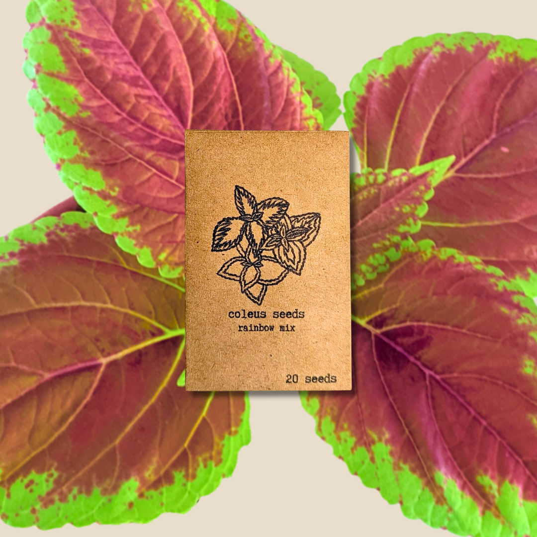 🎁 Rainbow Coleus Seeds (100% off) - Plantflix