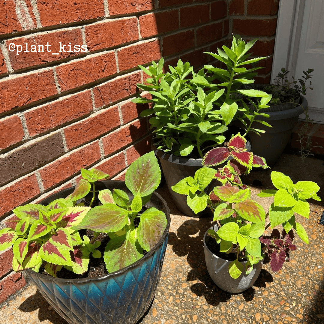 rainbow house plant Rainbow Coleus Seeds