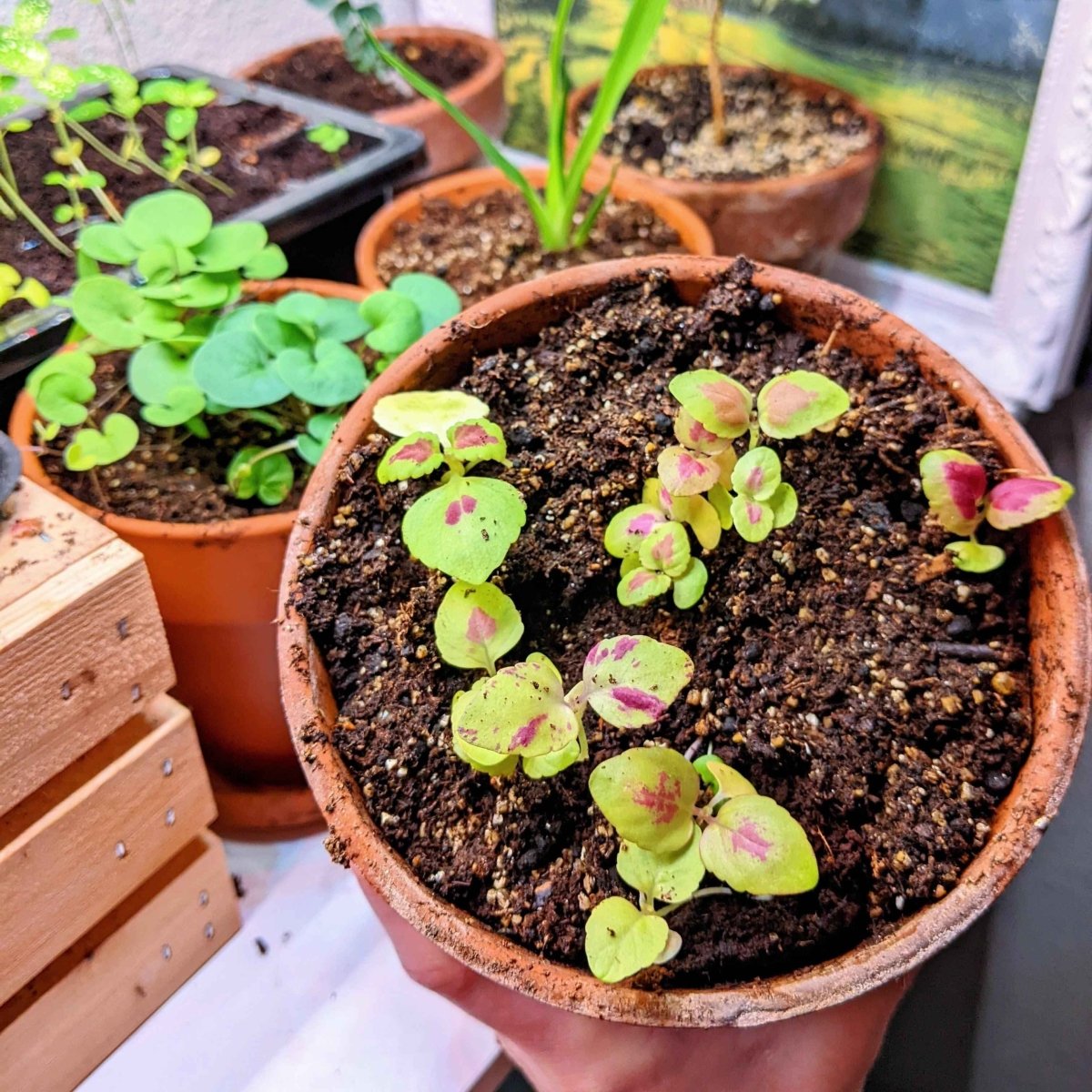coleus plant seeds for sale Rainbow Coleus Seeds