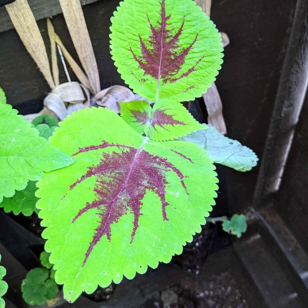 coleus bonsai flower leaf plants rainbow dragon seeds Rainbow Coleus Seeds