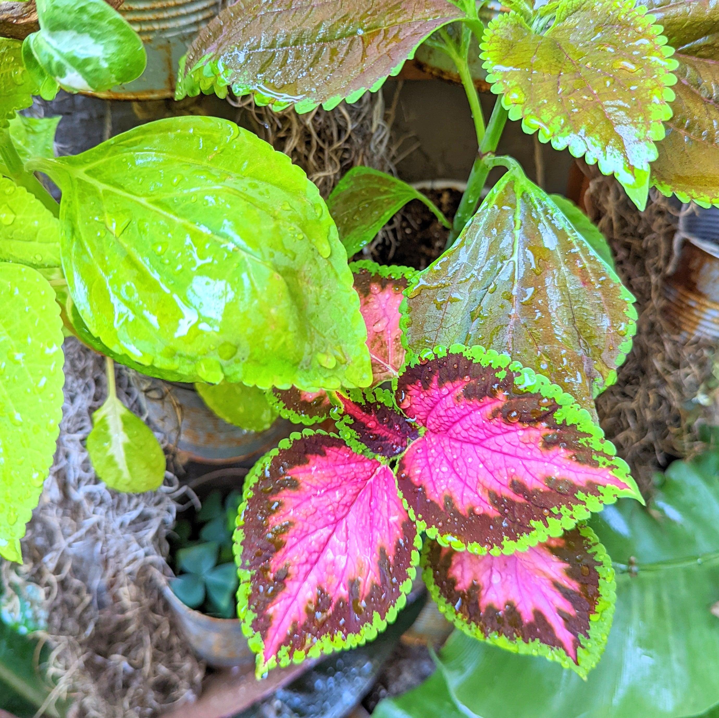 Rainbow Coleus Seeds - Plantflix