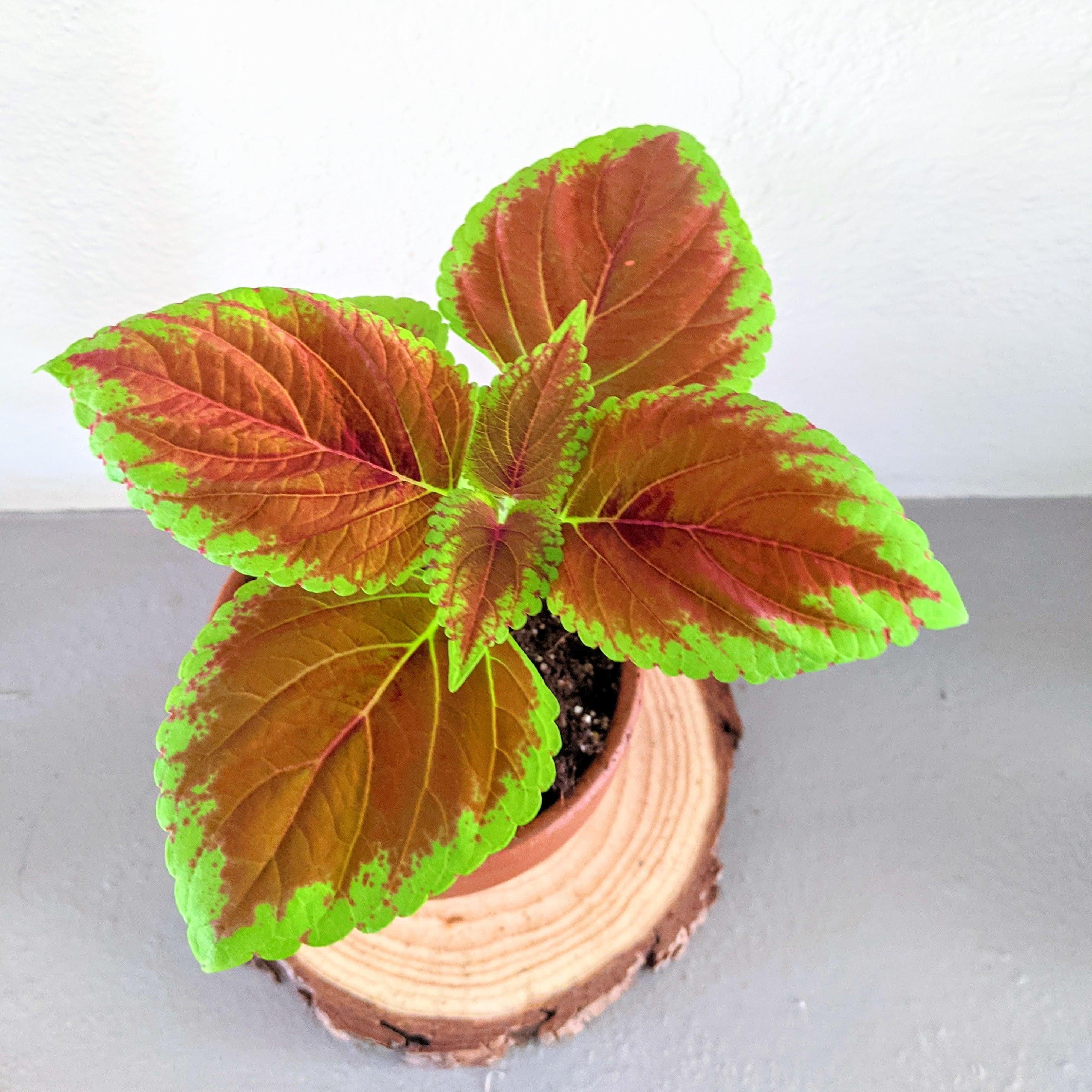 Rainbow Coleus Seeds - Plantflix