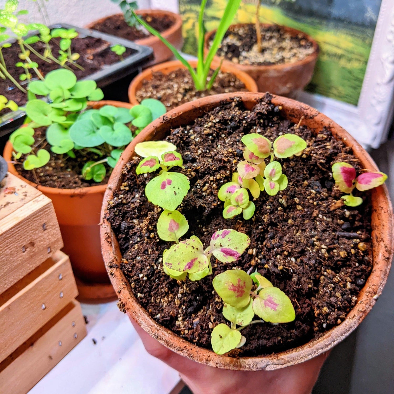 Rainbow Coleus Seeds - Plantflix