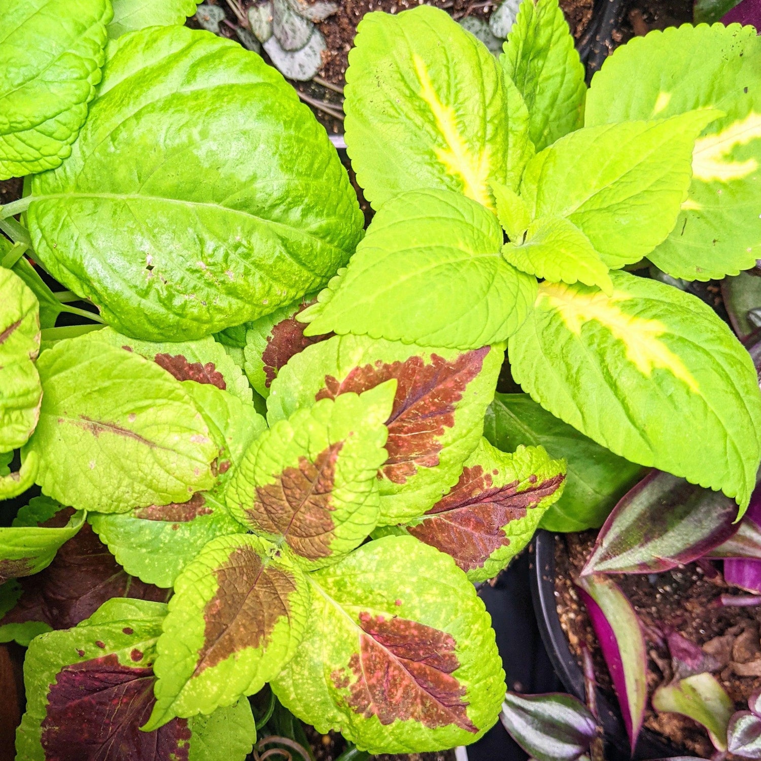 Rainbow Coleus Seeds - Plantflix