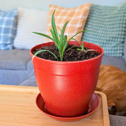 Rice Hull Planter - Long Lasting Biodegradable Planters - Plantflix