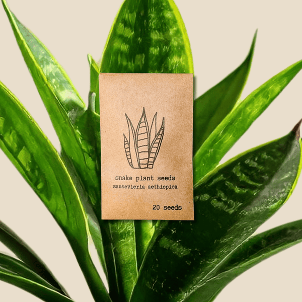 snake plant seeds for sale Sansevieria 'Snake Plant' Seeds