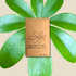 Schefflera Arboricola &