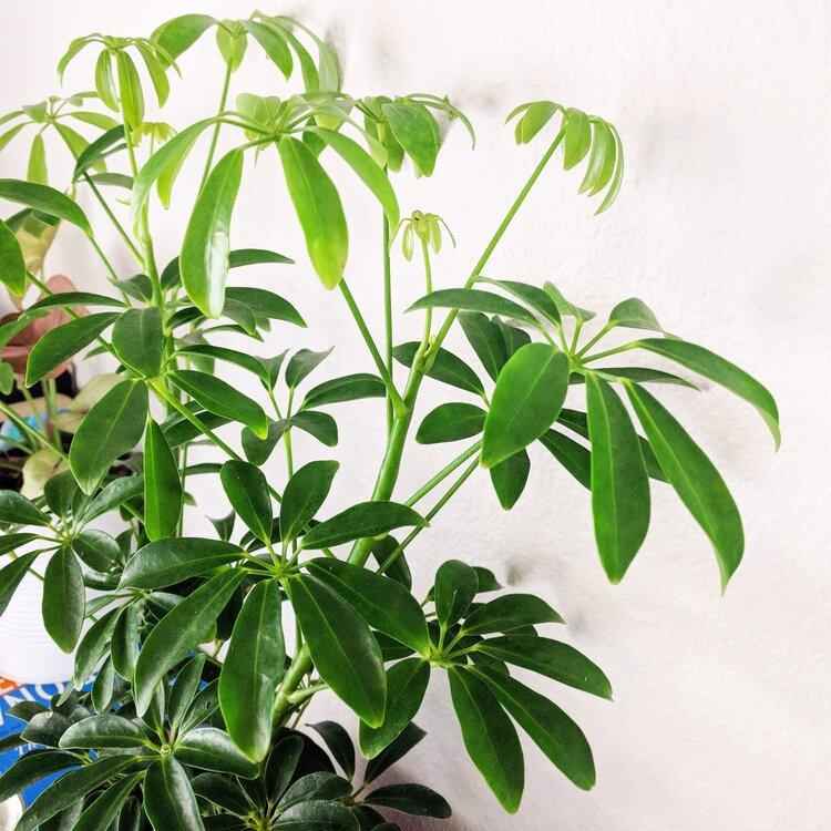 schefflera arboricola temperature Schefflera Arboricola 'Dwarf Umbrella Plant' Seeds – Plantflix