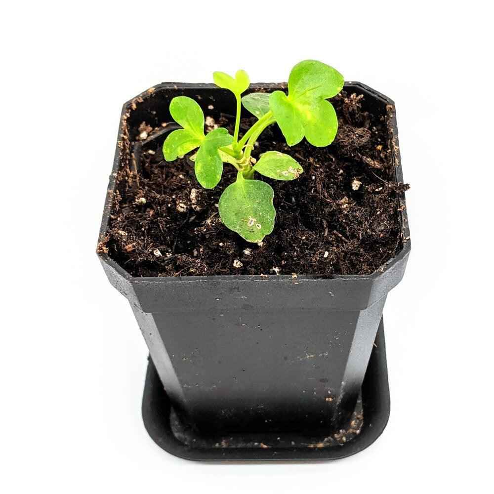 umbrella plant seeds Schefflera Arboricola 'Dwarf Umbrella Plant' Seeds