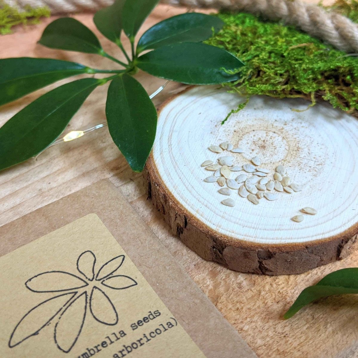 umbrella plant seeds Schefflera Arboricola 'Dwarf Umbrella Plant' Seeds