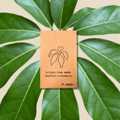 Schefflera &