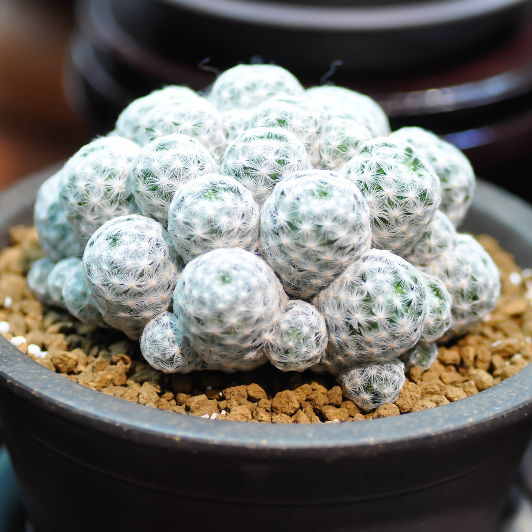 Mammillaria mix &quot;Pincushion Cactus&quot; Seeds