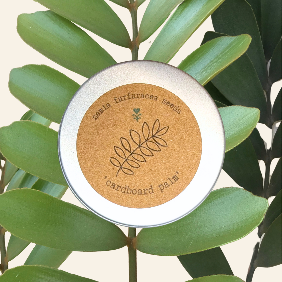 Zamia Furfuracea &