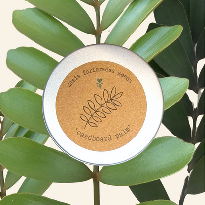 Zamia Furfuracea &