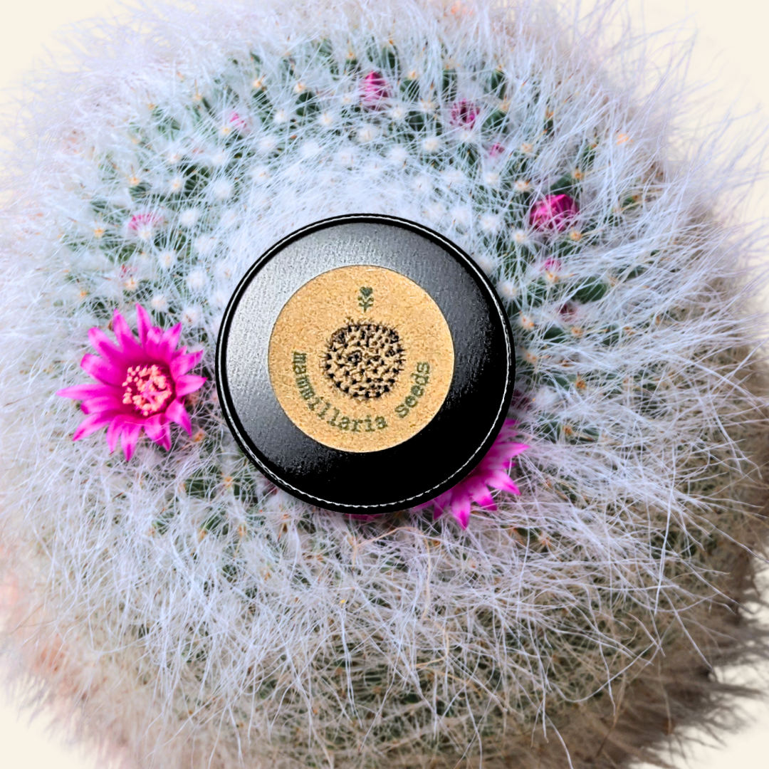 Mammillaria mix &quot;Pincushion Cactus&quot; Seeds