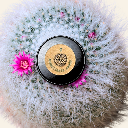 Mammillaria mix &quot;Pincushion Cactus&quot; Seeds