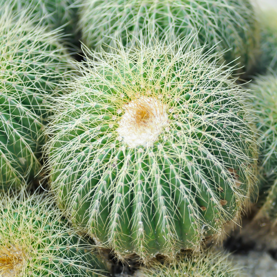 Mammillaria mix &quot;Pincushion Cactus&quot; Seeds