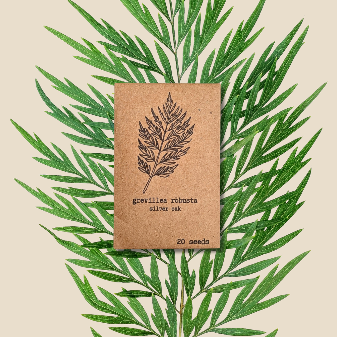 Grevillea Robusta &