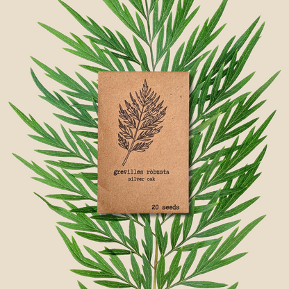 Grevillea Robusta &