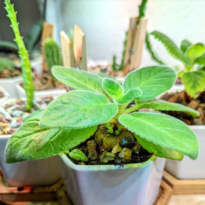Sinningia Mix "Gloxinia" Seeds - Plantflix