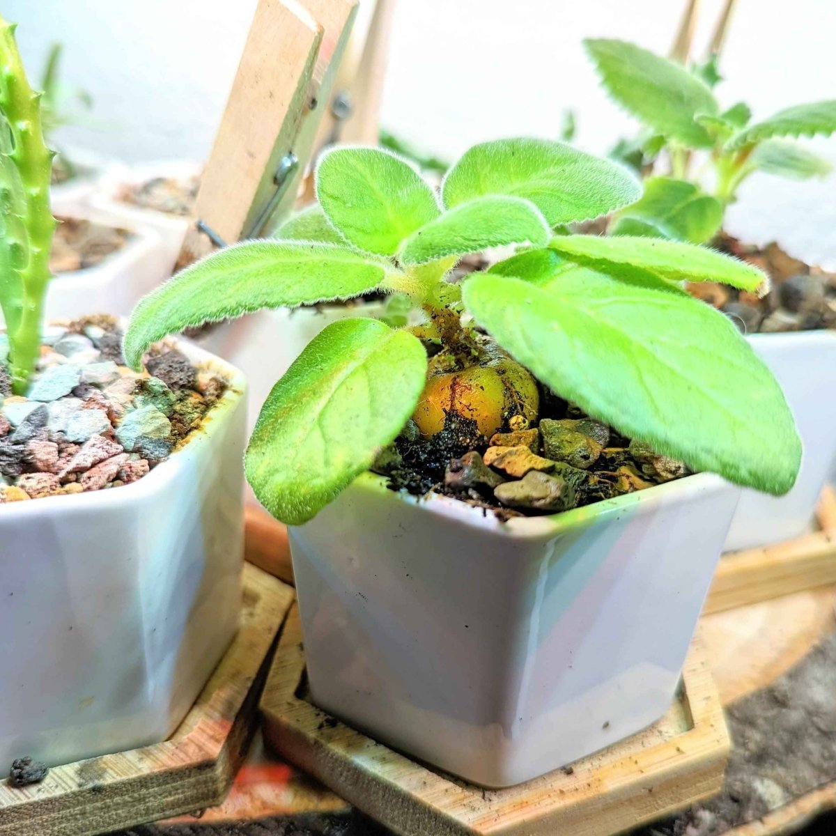 Sinningia Mix "Gloxinia" Seeds - Plantflix