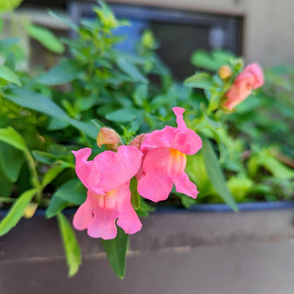 Snapdragon Mix Seeds - Plantflix