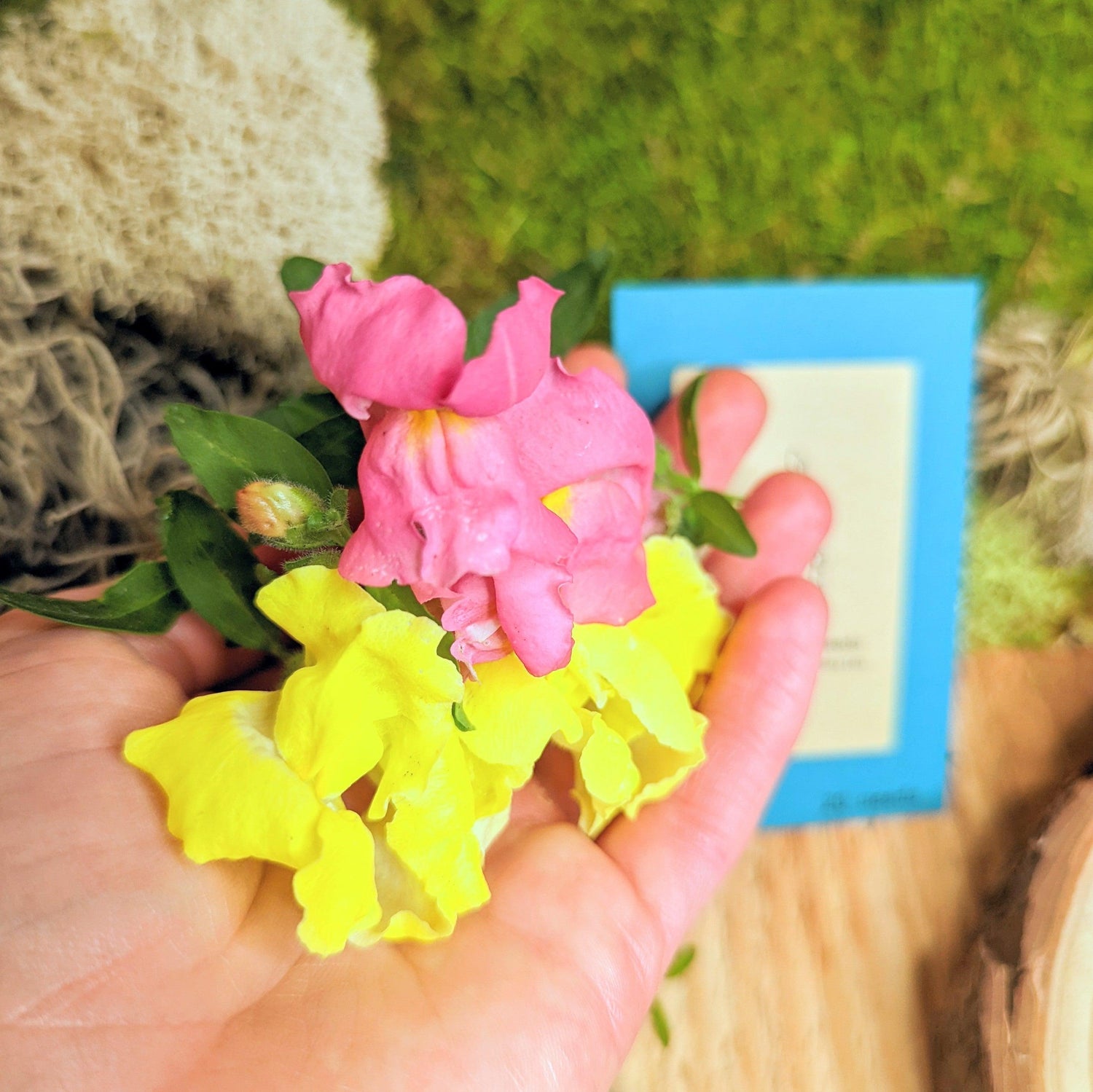 Snapdragon Mix Seeds - Plantflix