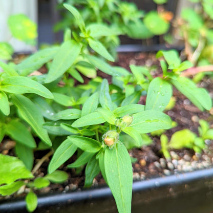 Snapdragon Mix Seeds - Plantflix