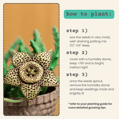 Stapelia Mix "Star Flower" Seeds - Plantflix