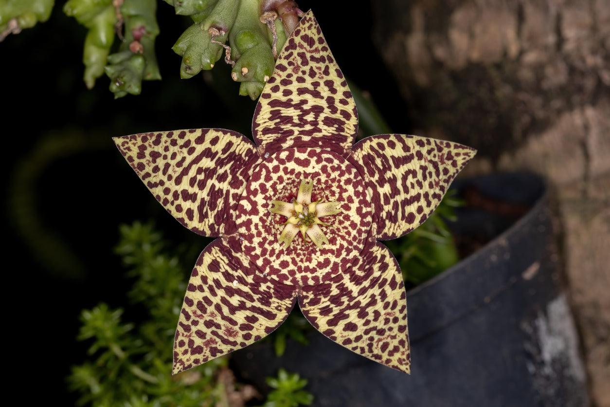 Stapelia Mix &quot;Star Flower&quot; Seeds - Plantflix